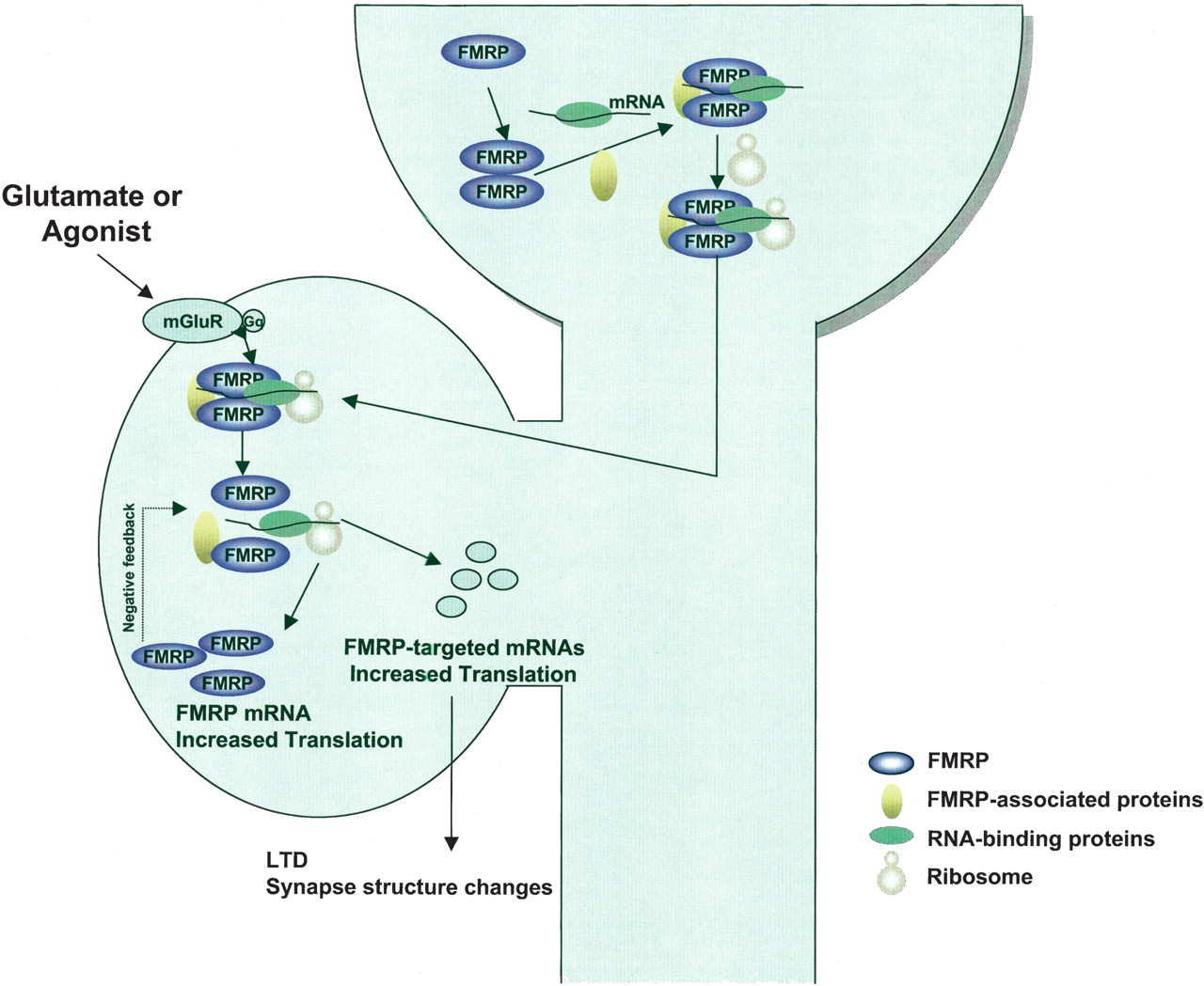 Synaptic Plasticity and Translation Initiation
