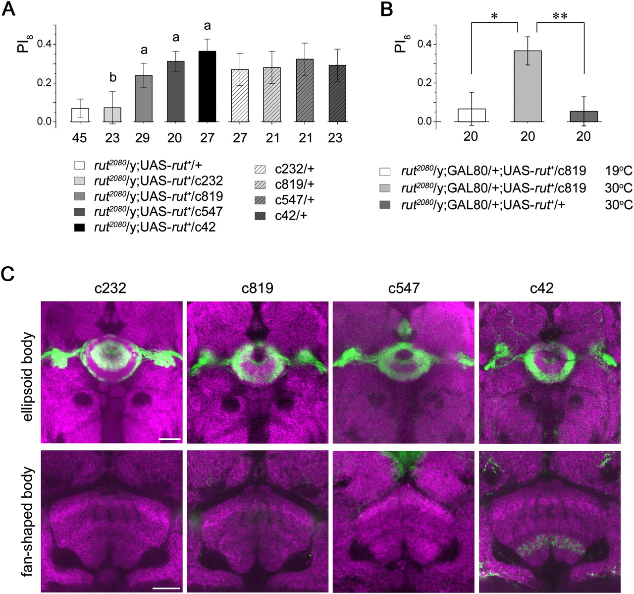 Differential roles of the fanshaped body and the ellipsoid body in