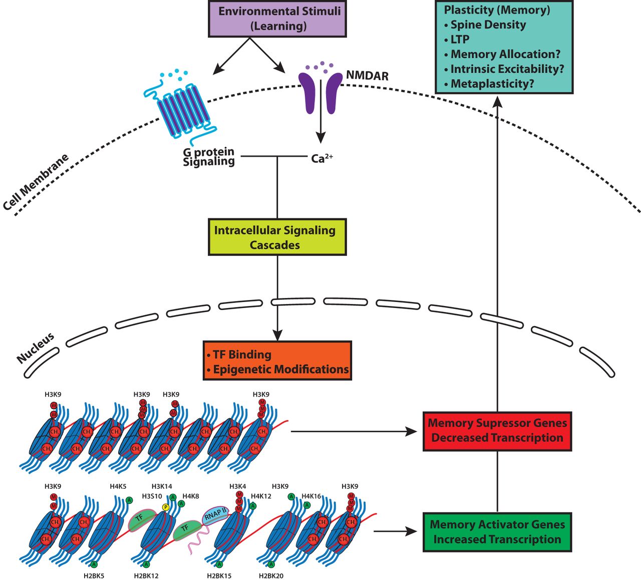 regulation of memory formation and maintenance