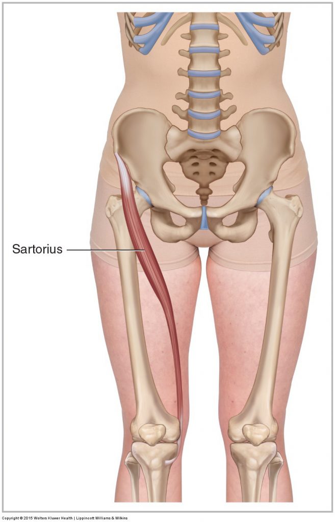 Sartorius Learn Muscles