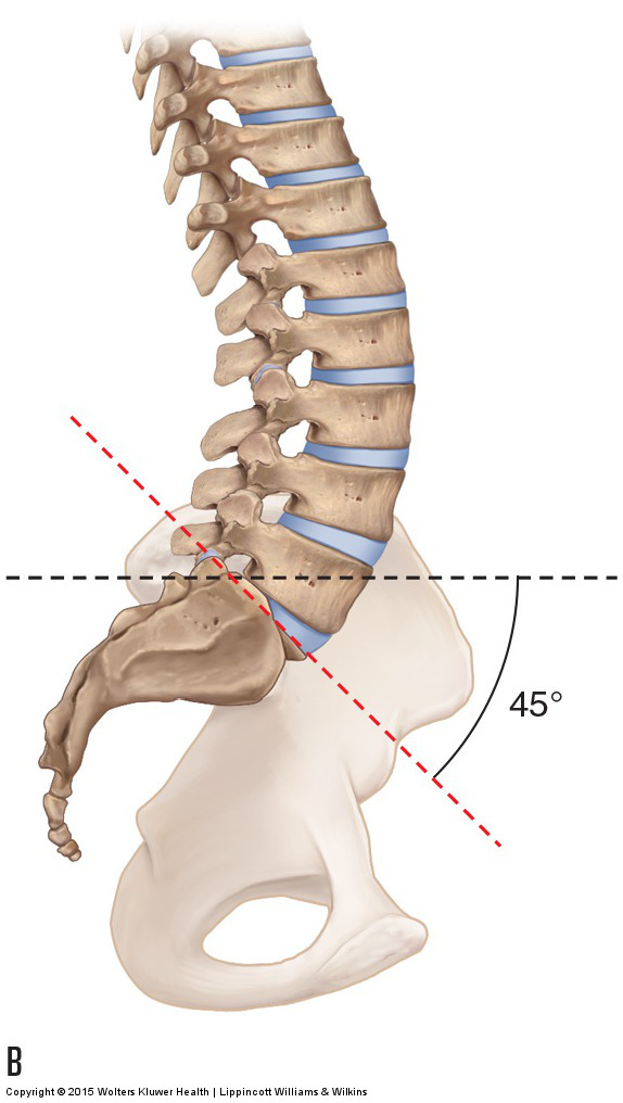 lumbosacral spine Archives Learn Muscles