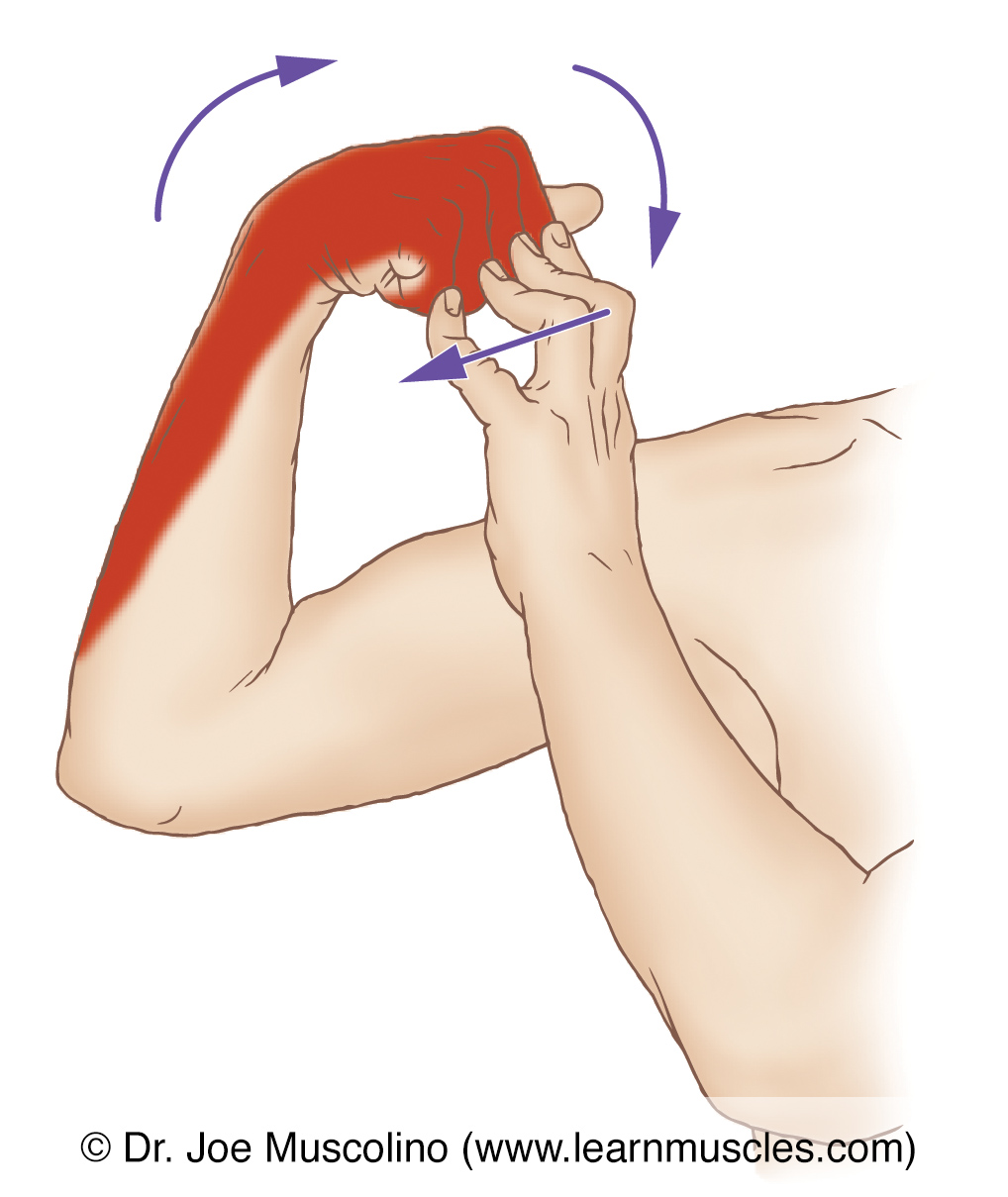 Extensor Digiti Minimi Stretching Learn Muscles