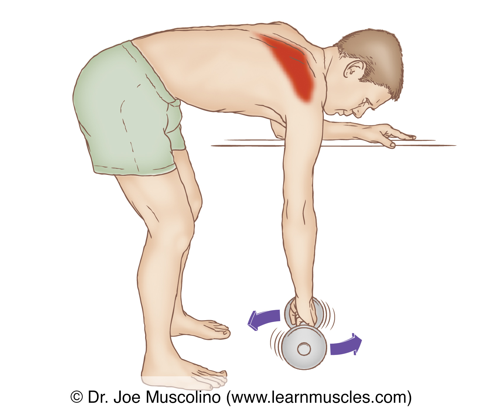 Middle Trapezius Stretching Learn Muscles