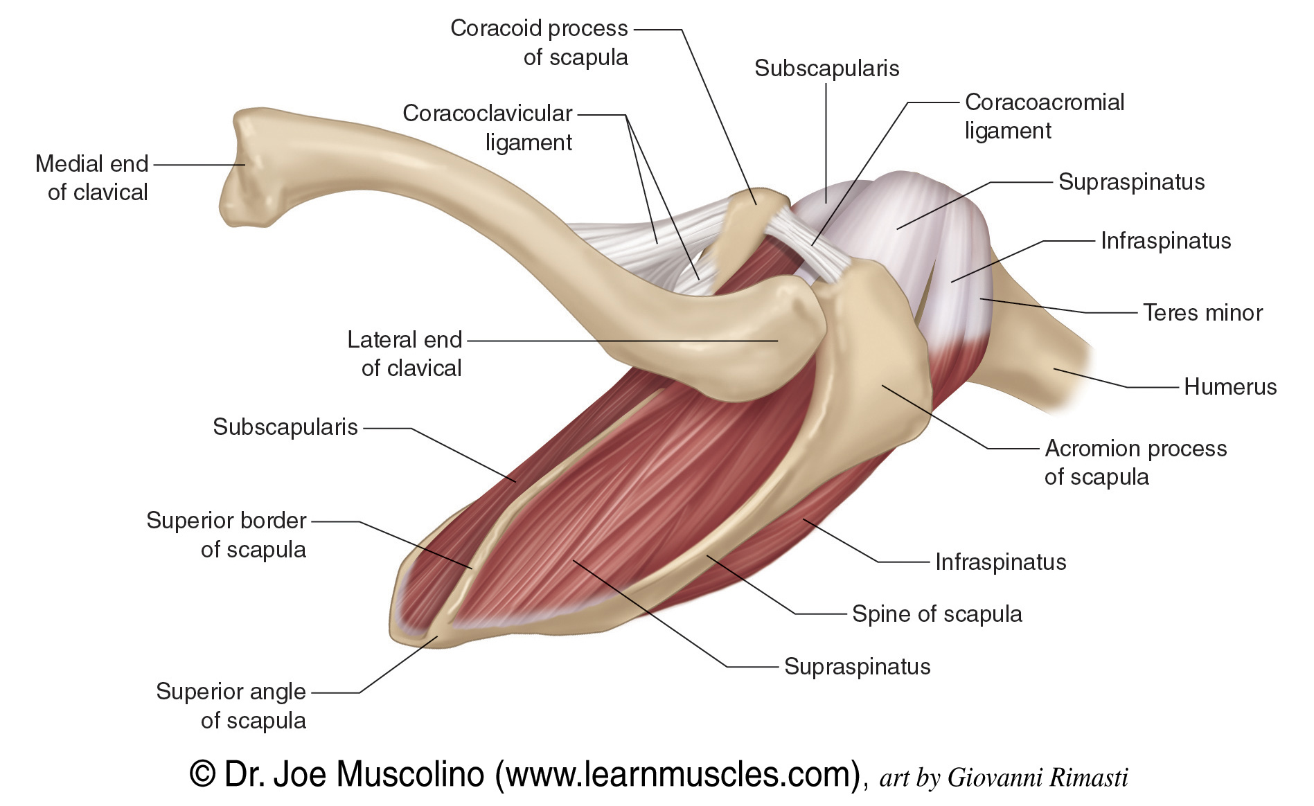 Rotator Cuff Group Learn Muscles