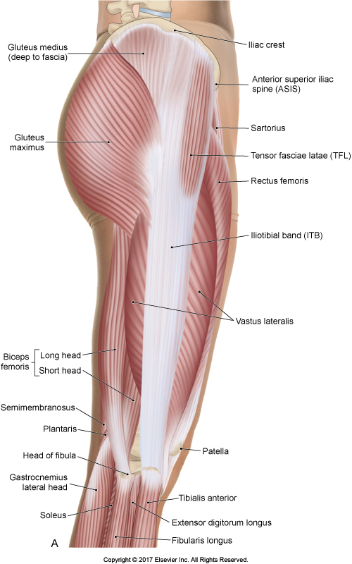 Iliac crest Archives Learn Muscles