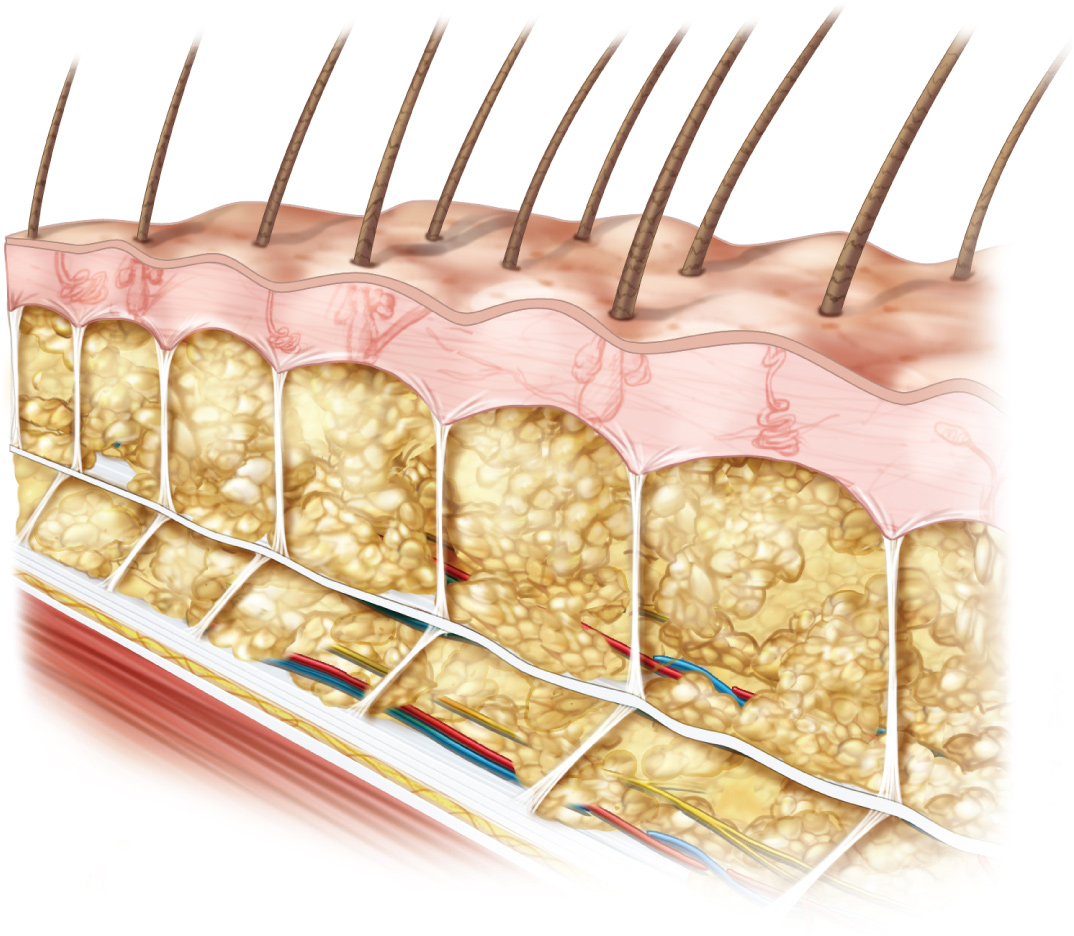 The Frictionless SkinFascia Interface With Underlying Bone "Theory"
