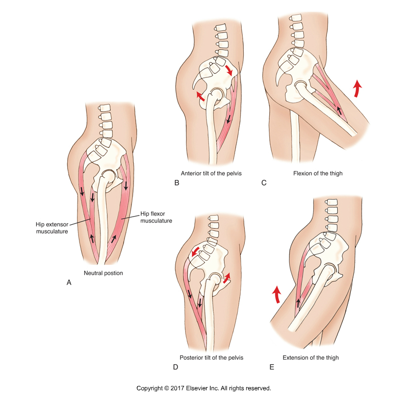 Hip Flexors Kinesiology