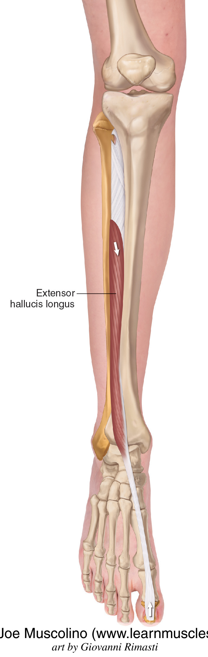 Extensor Hallucis Longus Learn Muscles