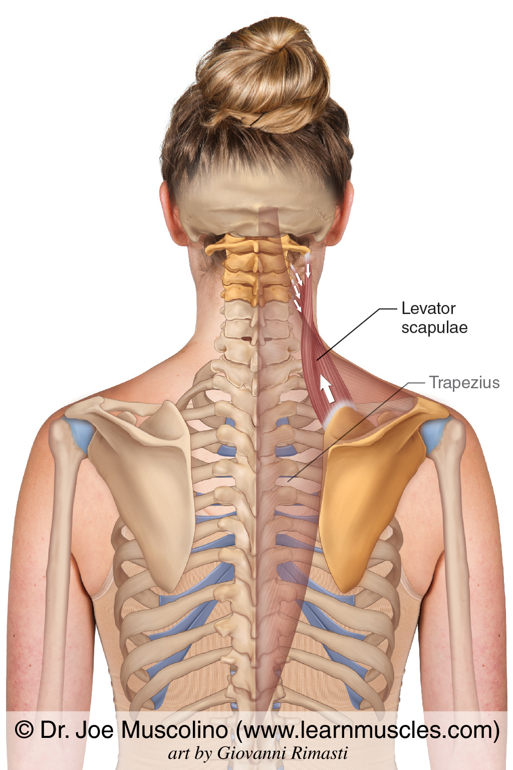 Levator Scapulae Learn Muscles