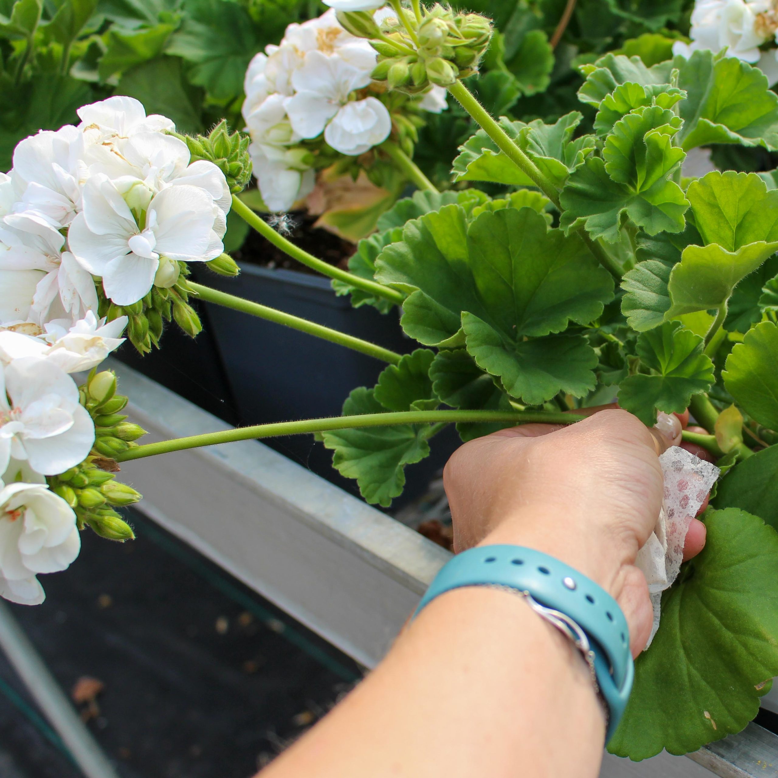 Flower Deadheading Learn.Plant.Grow