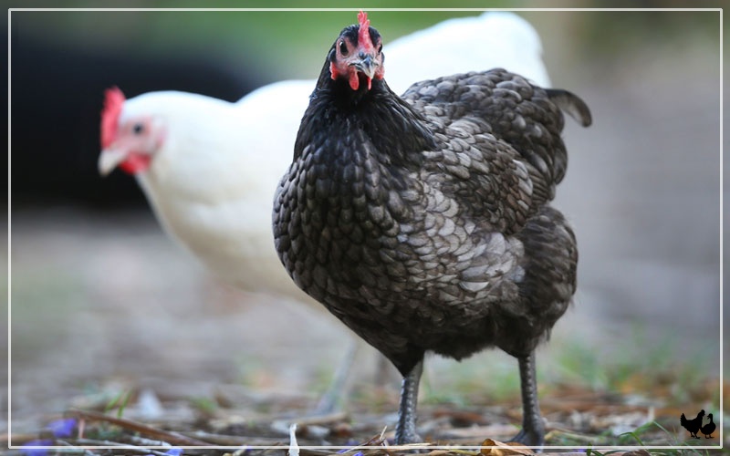 Australorp Chickens Breed Profile & Facts LearnPoultry