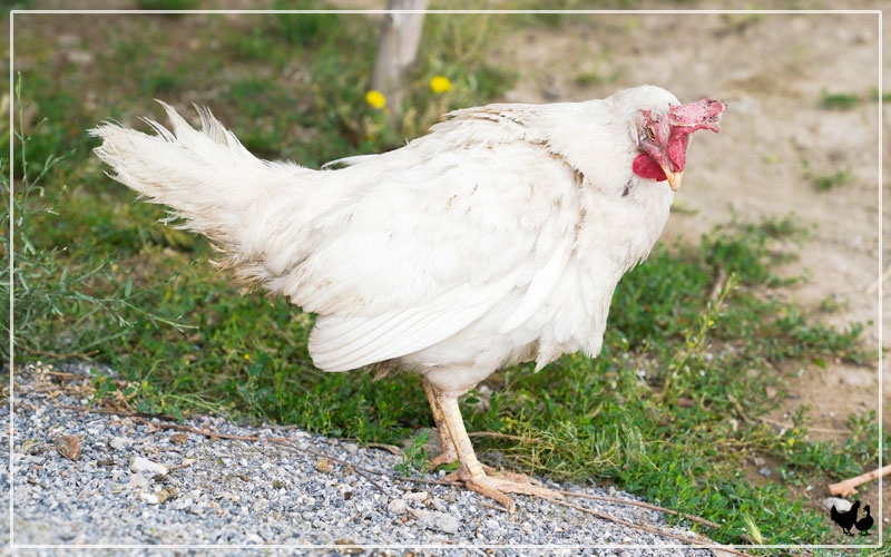 Chicken Comb Turning Black Causes & Treatments LearnPoultry