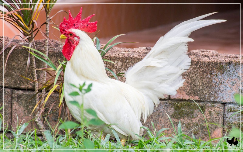 Chicken Comb Turning Black Causes & Treatments LearnPoultry