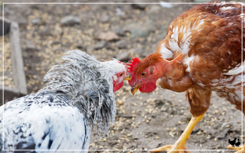 Rhode Island Reds Chicken for Meat The Complete Guide LearnPoultry