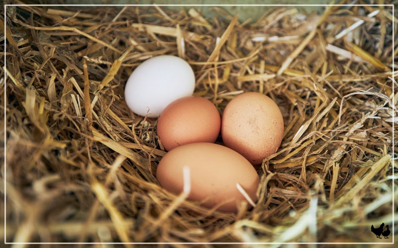 4 Reasons Chickens Laying Soft Shelled Eggs LearnPoultry