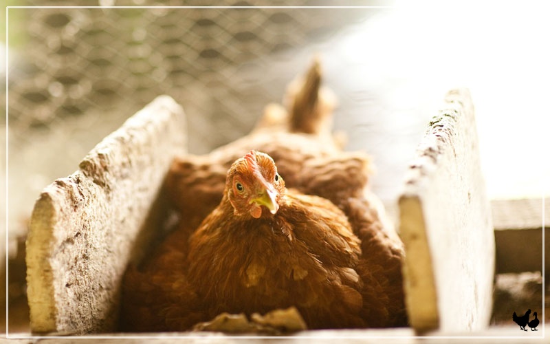 Does Each Chicken Need a Nesting Box? LearnPoultry