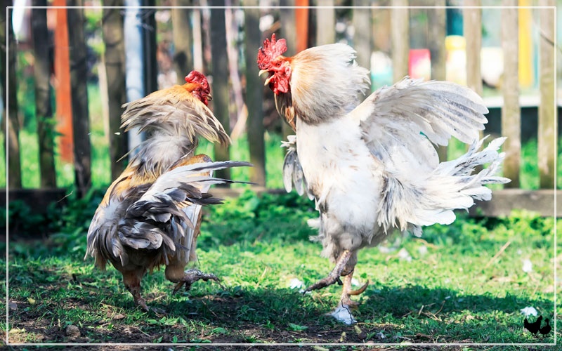 5 Reasons Your Rooster is Aggressive LearnPoultry