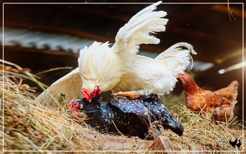 Can Rooster Mate with Their Offspring? LearnPoultry