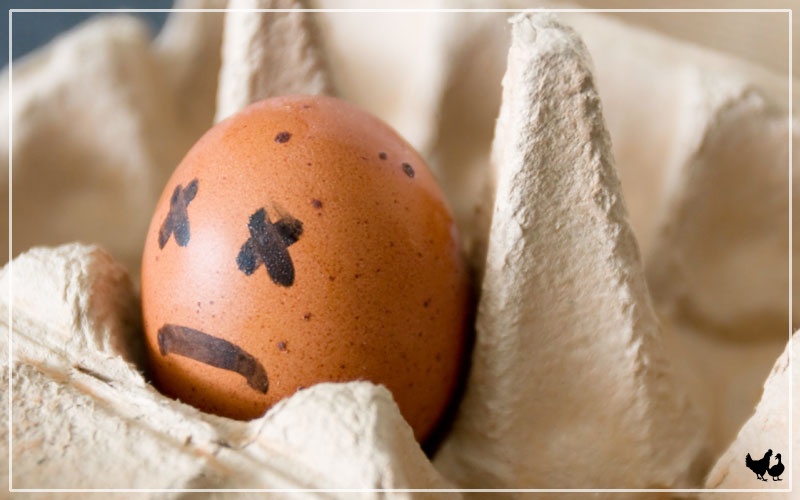 Can You Get Sick from Eating Eggs from a Sick Chicken? LearnPoultry