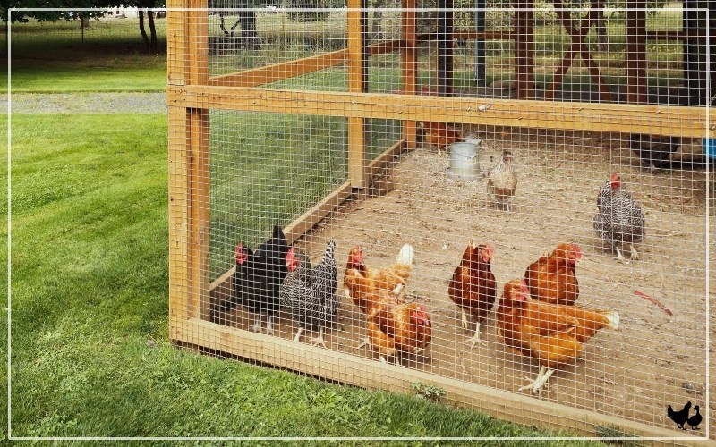 Can You Use Sand in Chicken Coop? Pros & Cons LearnPoultry