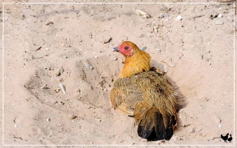 Can You Use Sand in Chicken Coop? Pros & Cons LearnPoultry