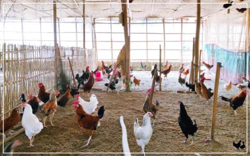 Can You Use Sand in Chicken Coop? Pros & Cons LearnPoultry