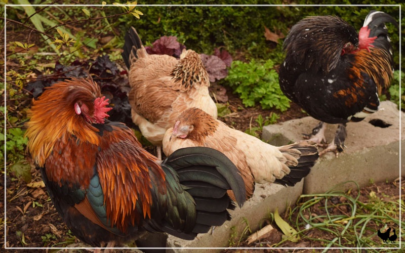 How Do Chickens Sleep? LearnPoultry