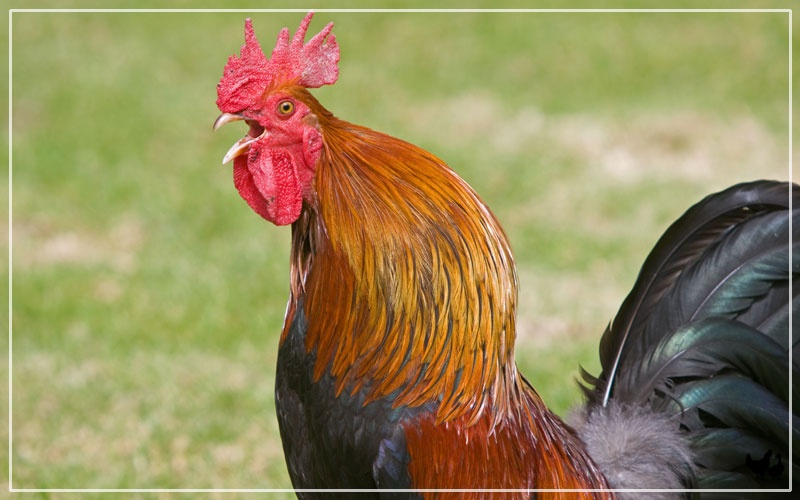 Rhode Island Red Hen vs Rooster How to Tell the Difference