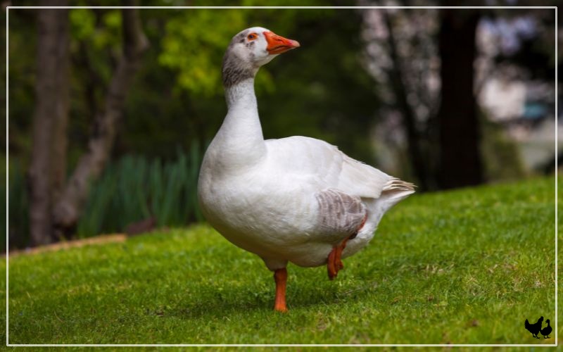 5 Best Goose Breed for Beginners LearnPoultry