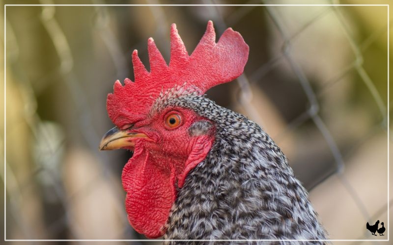 Amrock Chicken Breed Profile & Facts LearnPoultry