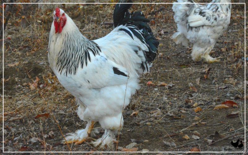 Brahma Chickens Breed Profile & Facts LearnPoultry