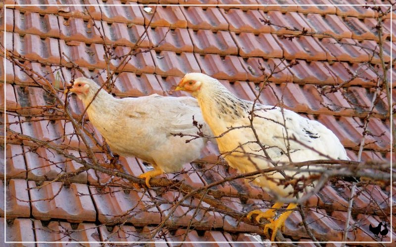 Why Do Chickens Sleep in Trees? LearnPoultry