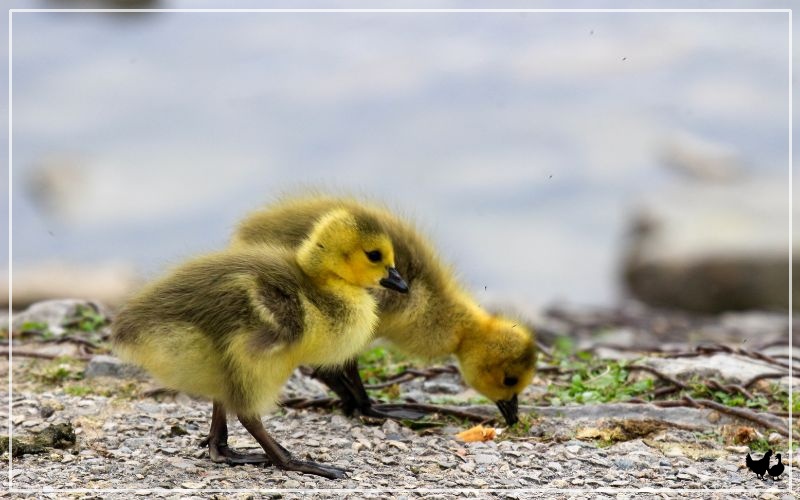How to Incubate and Hatch Goose Eggs? - LearnPoultry