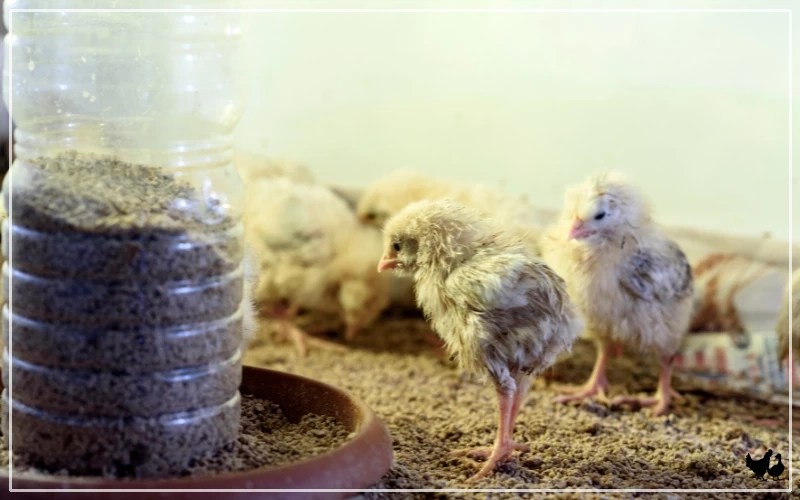 7 Signs a Baby Chick Is Dying LearnPoultry