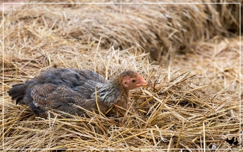 Using Straw as Coop Bedding for Chickens LearnPoultry