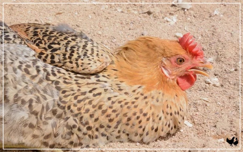 9 Types of Chicken Combs (With Pictures) LearnPoultry