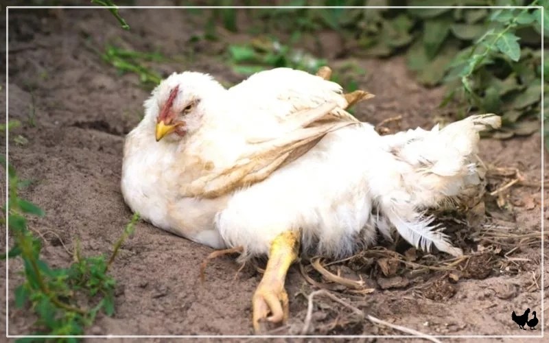 Marek’s Disease in Chickens Causes & Symptoms LearnPoultry