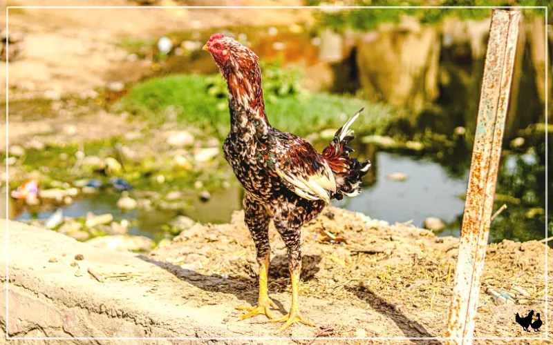 Shamo vs Malay Chicken What is the Difference? LearnPoultry