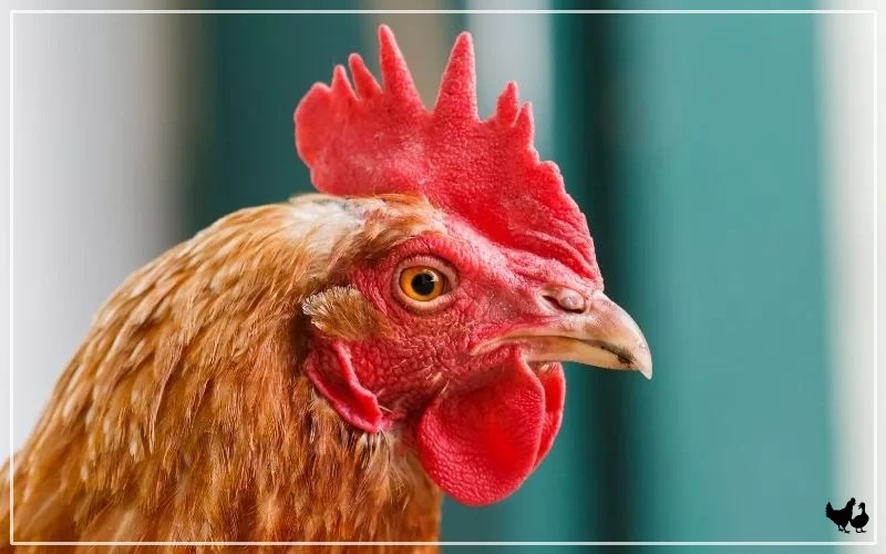 9 Types of Chicken Combs (With Pictures) LearnPoultry