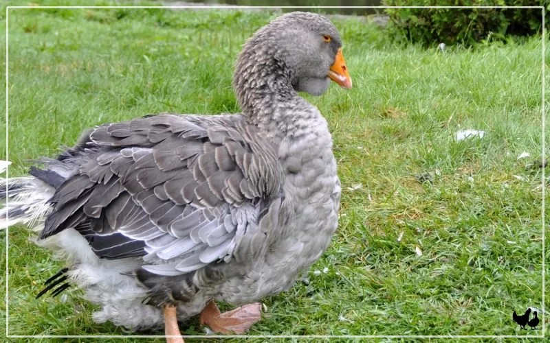 Toulouse Goose Breed Profile & Facts LearnPoultry