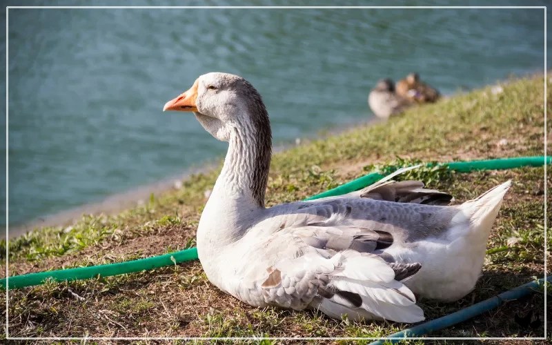 Toulouse Goose Breed Profile & Facts LearnPoultry