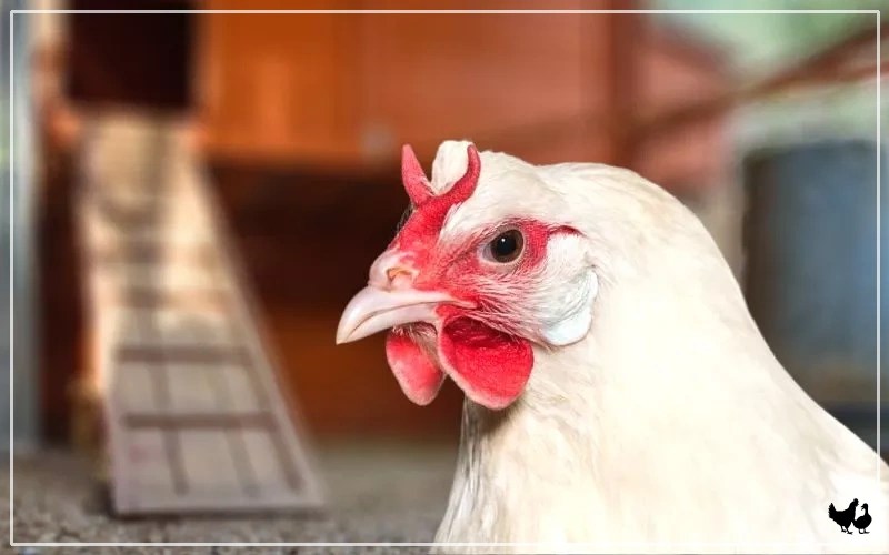 9 Types of Chicken Combs (With Pictures) LearnPoultry