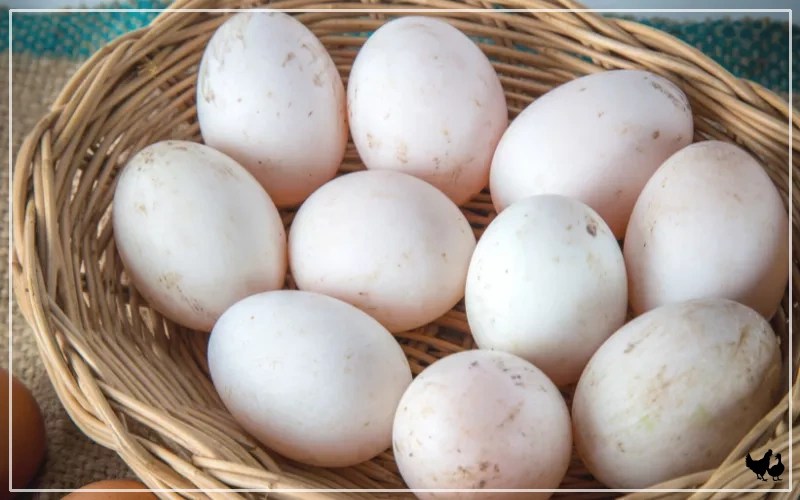 Saxony Duck Breed Profile & Facts LearnPoultry
