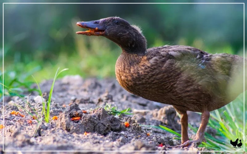 Best Treats for Ducks 10 Quacktastic Snaks LearnPoultry