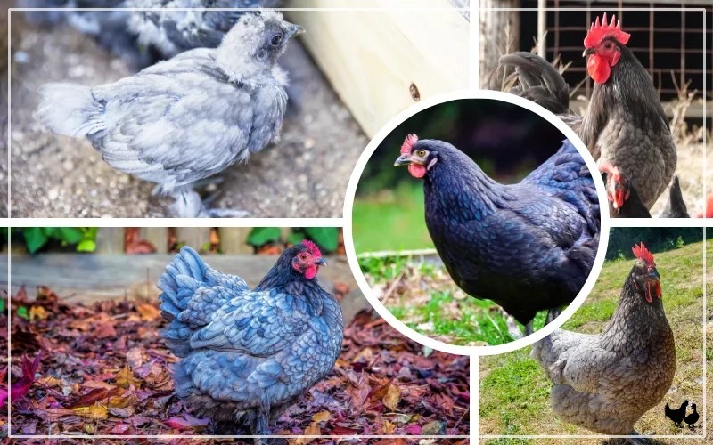 10 Blue Chicken Breeds (With Pictures) LearnPoultry