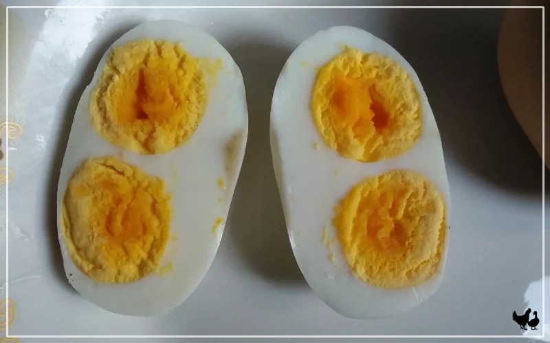 DoubleYolk Eggs What Causes DoubleYolk Eggs? LearnPoultry