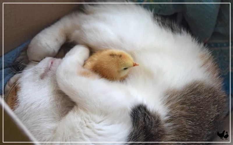 Will Cats Kill Chickens? LearnPoultry