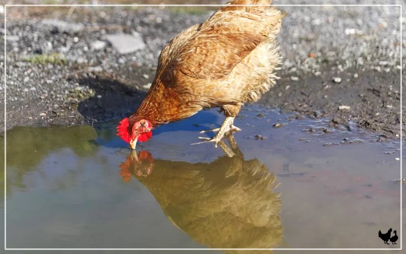 Can Chickens Drink Rainwater? Benefits & Risks LearnPoultry