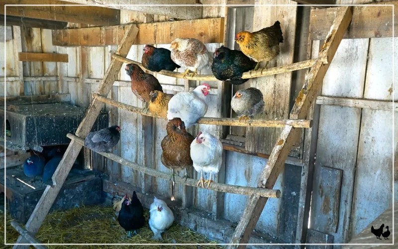 Chicken Roost Ideas With 13 Examples LearnPoultry