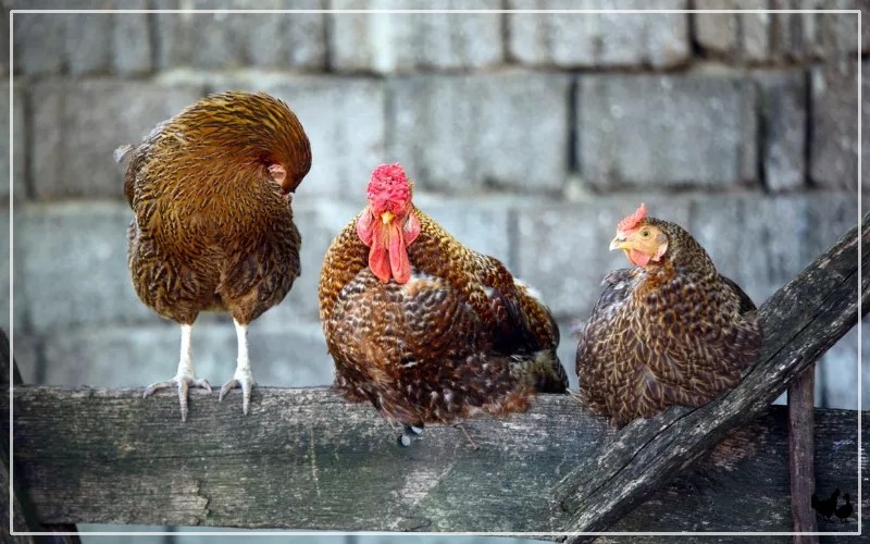 Chicken Roost Ideas With 13 Examples LearnPoultry